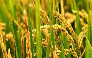 水稻畝產(chǎn)多少，高產(chǎn)稻為1000-1200斤左右/畝