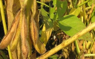 新鮮豆2號大豆品種簡介，選用中等肥力
