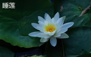 夏天有哪些花，常見的有荷花、睡蓮等