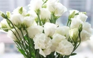 白色洋桔梗的花語，寓意純潔美好、真摯愛情等