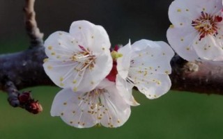 杏花開放的節(jié)氣，最早開放節(jié)氣為雨水