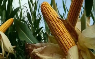 MC812玉米種子介紹，接種鑒定中抗大斑病和小斑病