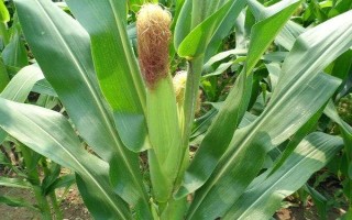 T3191T玉米種子特點(diǎn)，適宜在肥力中上等的地塊種植