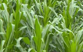 新糯玉12號玉米品種的特性，選擇中等肥力以上地塊種植