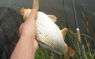 秋季能釣鯉魚(yú)嗎，秋季適合釣鯉魚(yú)