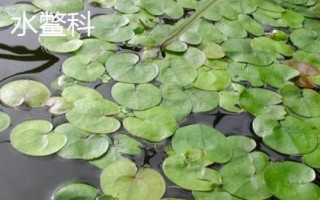 什么草草魚(yú)喜歡吃，以植物根莖、枝葉、果實(shí)等為食