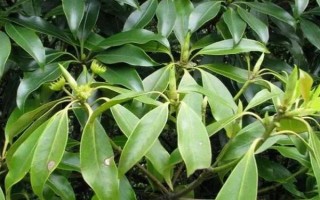 八角的價(jià)格，不同地區(qū)的價(jià)格不同