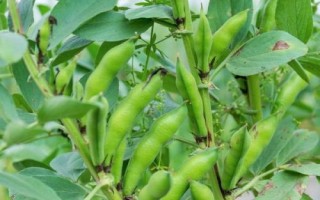 蠶豆的開花時(shí)間，通常為4-5月份或7-8月份
