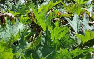 大黃是什么植物，是大黃屬多年生草本植物的統(tǒng)稱