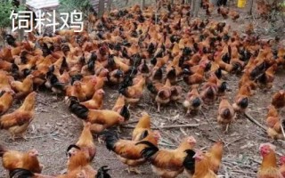 飼料雞多久出欄，2個月左右即可出欄