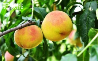 山東泰安市的水果特產