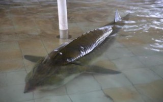 鰉魚介紹，屬于鱘科、鱘屬、達氏鰉種動物