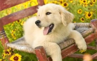 金毛犬可以活多久，壽命一般為12-15年左右