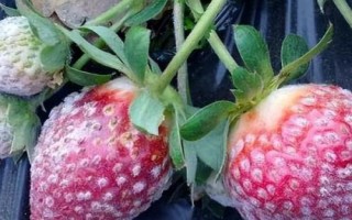 怎么治療草莓白粉病，發(fā)病后可噴施醚菌酯等藥劑