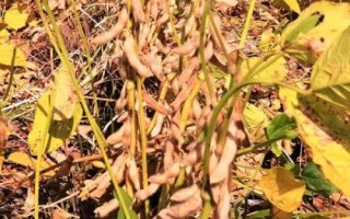合農(nóng)198大豆品種的特性，在適應(yīng)區(qū)5月上旬播種