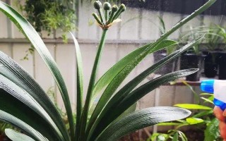 君子蘭花蕾出不來怎么辦，要保持充足光照條件