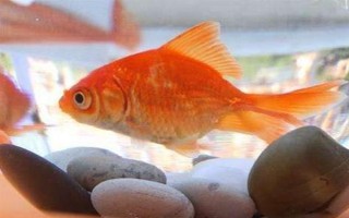 養(yǎng)金魚一定要用氧泵嗎，需根據飼養(yǎng)的數(shù)量來決定