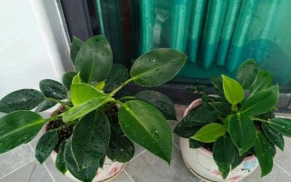 金鉆不往上長(zhǎng)的原因，可能是光照不足或缺少肥料等