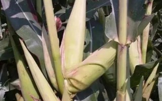 玉米香蕉穗的防治方法，保持適宜的密度可減少多穗發(fā)生