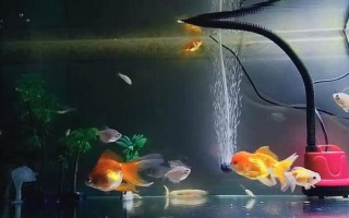 不同品種的金魚(yú)可以混合養(yǎng)嗎，需要根據(jù)金魚(yú)的習(xí)性來(lái)混養(yǎng)