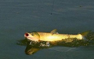 0.8子線適合釣什么魚，適合搭配1.0或1.2號(hào)主線