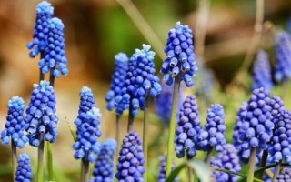 風(fēng)信子簡介，20世紀(jì)50年代開始傳入中國