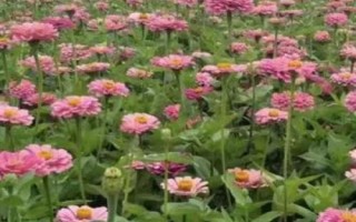 松果菊種子的售價，通常為100-160元左右/斤