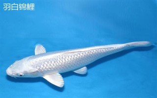 黑色錦鯉魚的其它叫法，別稱烏鯉是錦鯉中的原始品種