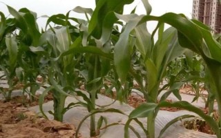 鄭單901玉米種簡介，大喇叭口期防治玉米螟蟲