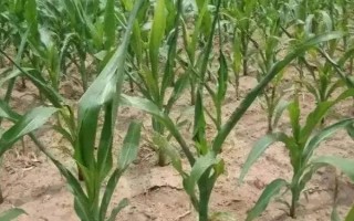 花糯3玉米種子特點(diǎn)，在適應(yīng)區(qū)5月5日左右播種