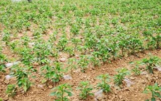 冬茬辣椒定植后的管理方法，進(jìn)入花期之后要降低濕度、增加光照