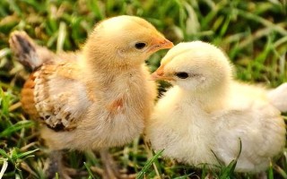 雛雞分辨公母的方法，公雞體長頭大、母雞體圓頭小