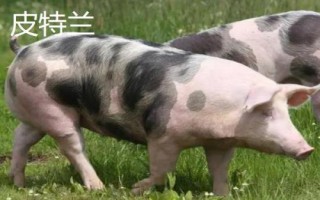 有哪些瘦肉型豬品種，長白豬、大白豬、杜洛克豬均是廋肉型