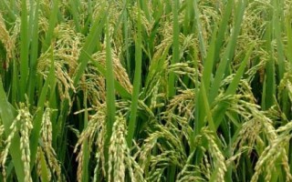 天農5水稻種子介紹，普通粳稻品種