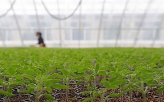 夏季蔬菜育苗要注意什么，及時(shí)分苗間苗可讓秧苗更粗壯