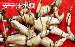 云南安寧市的特產(chǎn)，有龍山野生木耳、安寧紅梨等