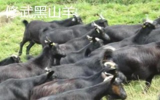 河南省修武縣的特產(chǎn)，海蟾宮松花蛋是傳統(tǒng)特產(chǎn)