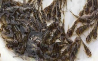 黃骨魚苗的價格，通常在10-20元一斤左右