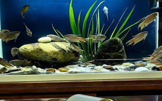 斗魚燒尾的原因，可能是水質(zhì)太差或細(xì)菌感染所致
