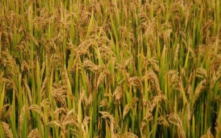 兩優(yōu)289水稻品種的特性，全生育期138.0天