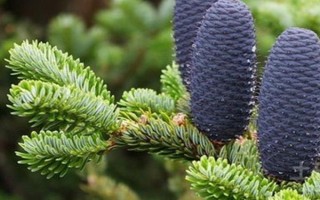 裸子植物種子的形成過(guò)程，完成授粉后就能生長(zhǎng)出種子