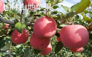 陜西省榆林市的特色水果，包括清澗紅棗和陜北山杏等種類