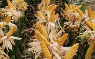 裕單171（區(qū)試名稱：裕豐171）玉米品種的特性，播種前整地