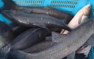 青魚的養(yǎng)殖技術(shù)，魚塘周圍要有充足且干凈的水源