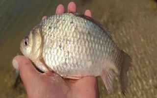 釣鯽魚是否要打窩，取決于垂釣方式