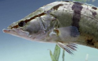 桂魚吃什么食物，主要以動(dòng)物性食物為主