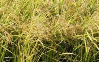 欣兩優(yōu)晚二號(hào)水稻種子特點(diǎn)，全生育期124.6天