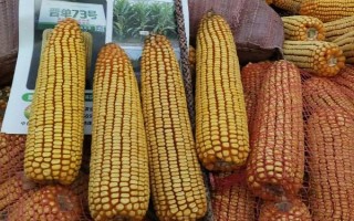 晉單73玉米種子的特征特性，從出苗到成熟需要127天