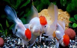 魚一整晚缺氧是否會死亡，持續(xù)缺氧會浮頭翻身直至死亡