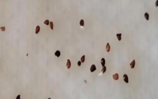 草莓種子如何種植，開花與漿果生長初期要分別灌水1次